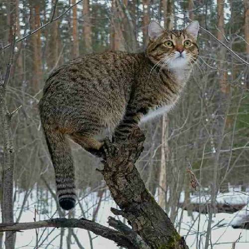 ابی عالی ابدی من تا بیا به قیامت من سنی سرباز دستوراده اطاعت